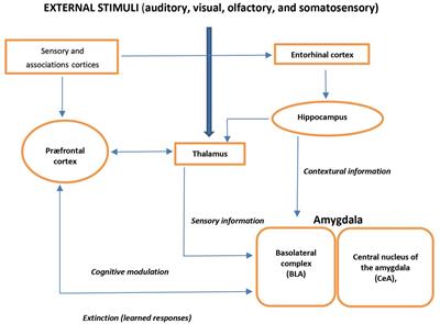 Treatment of non-epileptic episodes of anxious, fearful behavior in adolescent juvenile neuronal ceroid lipofuscinosis (CLN3 disease)